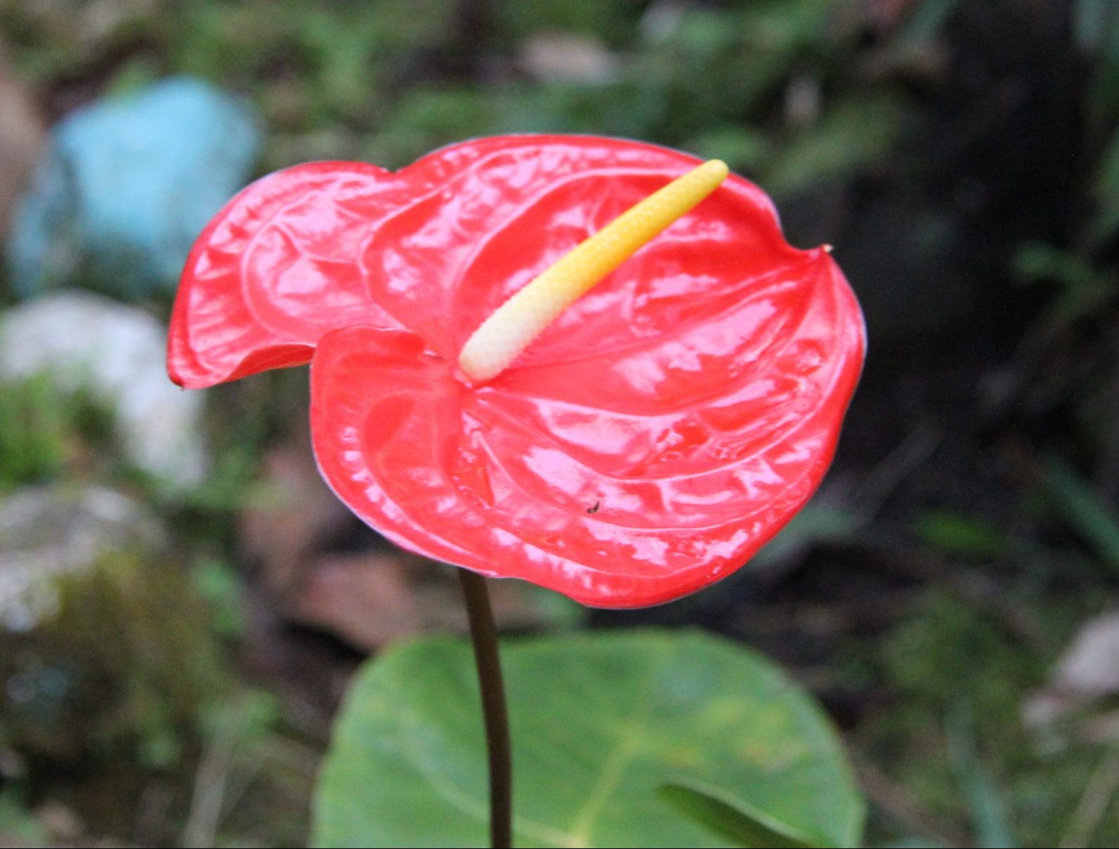 Iluminación cristiana de la realidad para establecer las líneas de actuación a medio y largo plazo