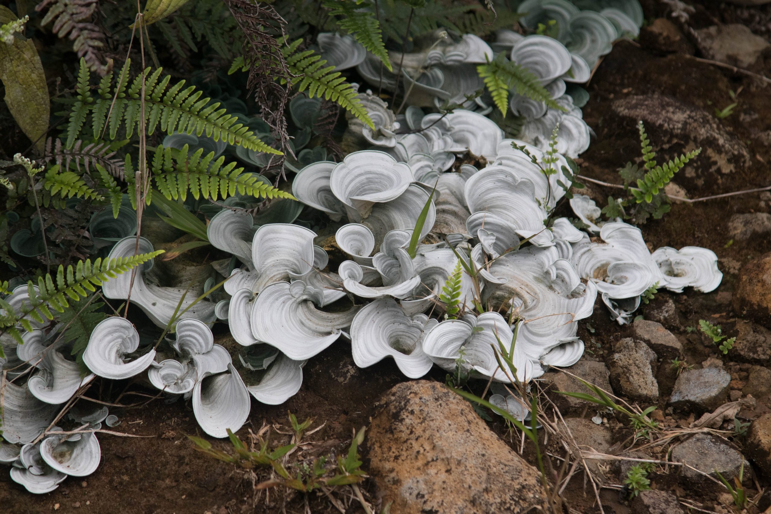 Medio Profesional y Experiencia de Dios