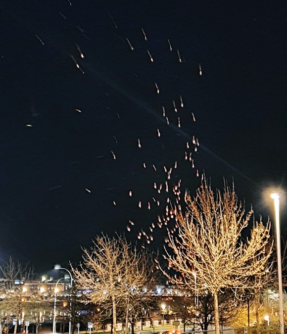 Fuegos artificiales en el cielo por la noche Descripción generada automáticamente con confianza media